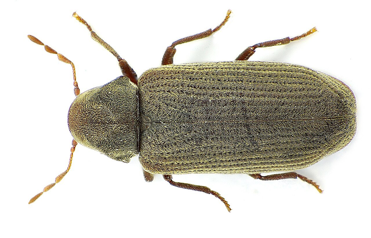 Espécies de Brocas no Brasil - Caruncho dos Móveis Anobium punctatum
