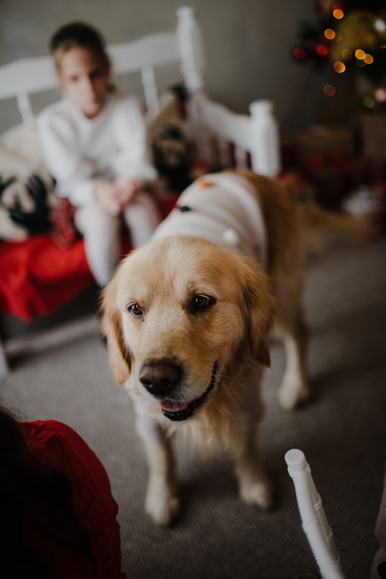 Cuidados e Segurança com Pets e Crianças na Dedetização Residencial